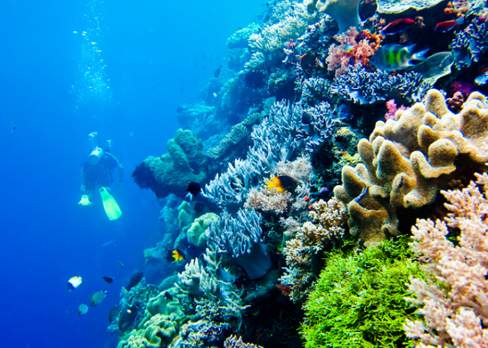 Terumbu Karang Menakjubkan, 4 Rekomendasi Spot Snorkeling untuk Para Traveler Pemula di Wakatobi