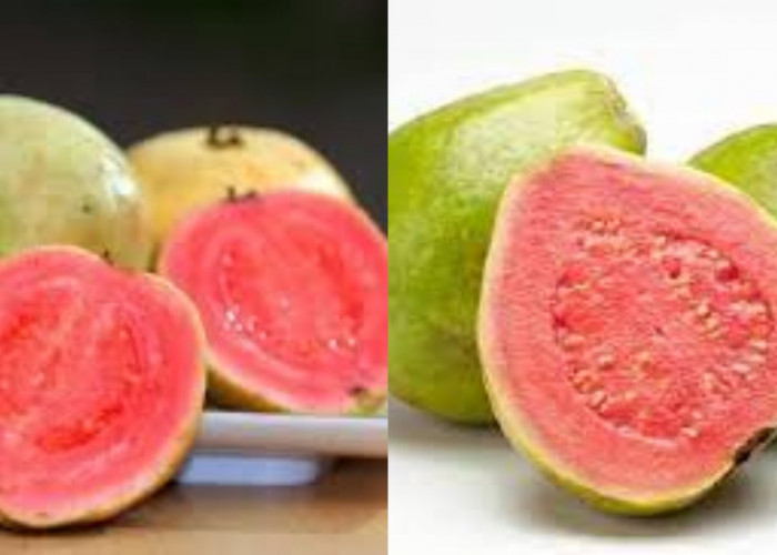 Yuk Intip! 8 Manfaat Jambu Biji Untuk Kesehatan Ibu Hamil Yang Luar Biasa