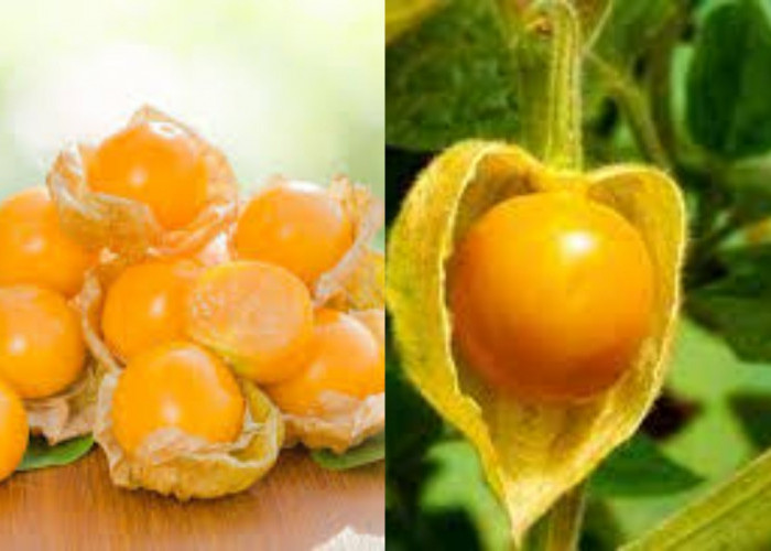 8 Manfaat Buah Ciplukan untuk Kesehatan Tubuh Wajib Kalian Tahu!