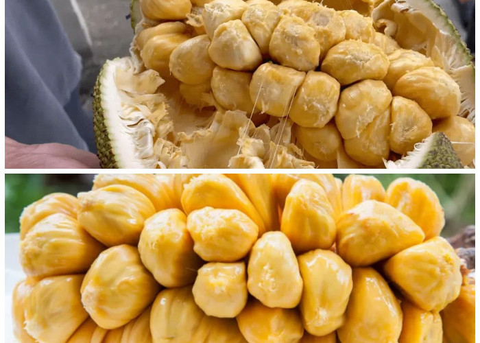 Manfaat Cempedak bagi Tubuh: Kaya Nutrisi dan Antioksidan yang Wajib Kamu Tahu!