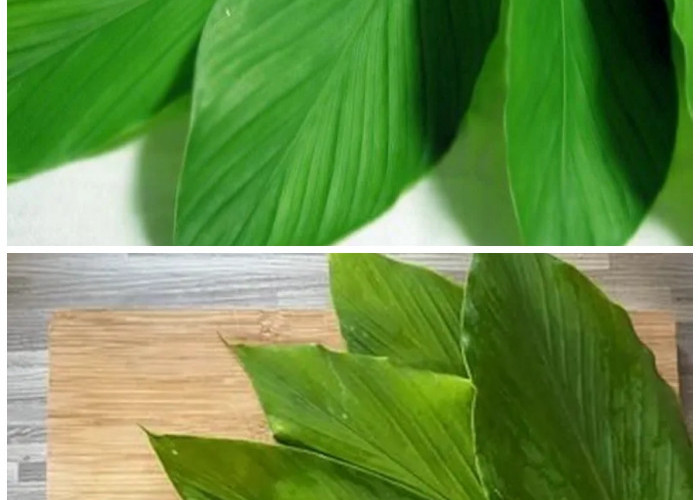 Rahasia Sehat dari Alam: Deretan Khasiat Daun Kunyit yang Jarang Diketahui