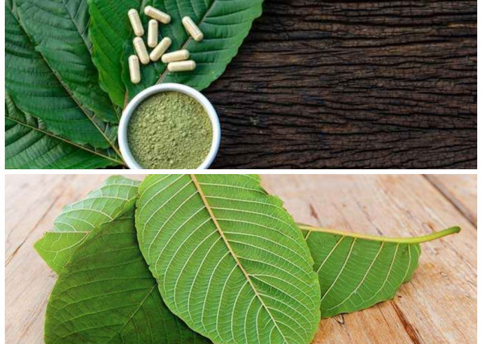 Daun Kratom: Di Balik Manfaat Kesehatan dan Kontroversi Efek Samping yang Perlu Diketahui