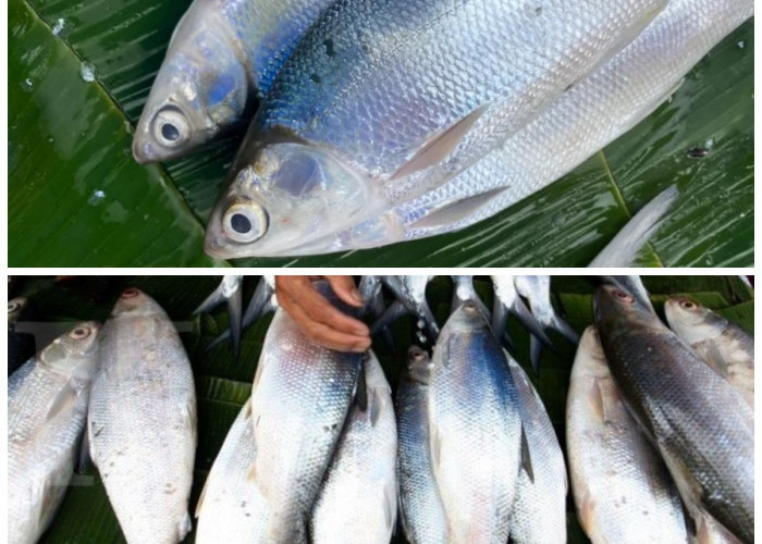 6 Khasiat Ikan Bandeng yang Jarang Diketahui, Bikin Tubuh Lebih Sehat!