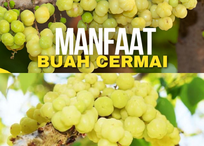 Buah Cermai, Si Kecil yang Penuh Manfaat! Siap Menjadi Favoritmu?