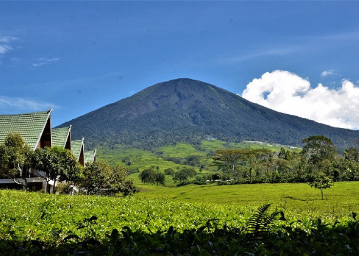 Kebun Teh Gunung Dempo Pagar Alam