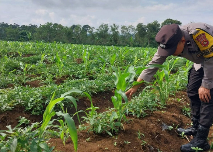 Bhabinkamtibmas Polsek Dempo Tengah Dukung Ketahanan Pangan