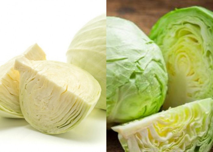 Jarang Diketahui! Manfaat Sayur Kol, Kandungan Gizi, dan Efek Sampingnya