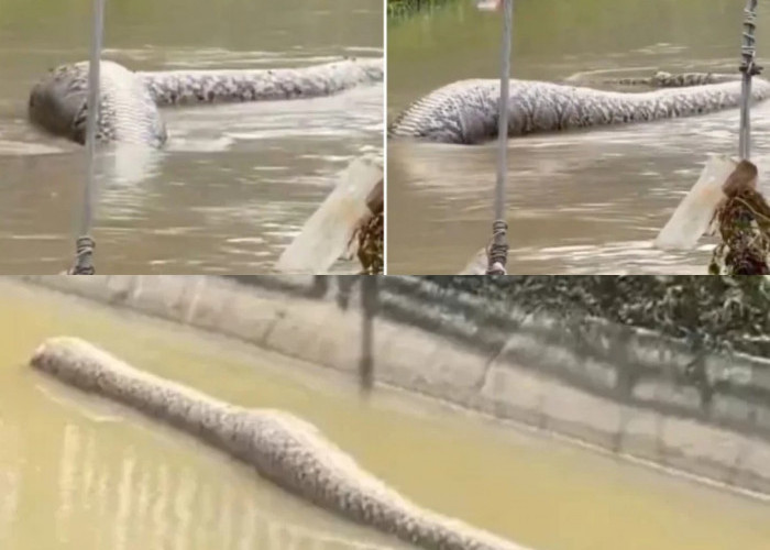 Ternyata Ada Ular Piton Raksasa di Tengah Banjir Bandang di Thailand? Lihat Video Menegangkannya!