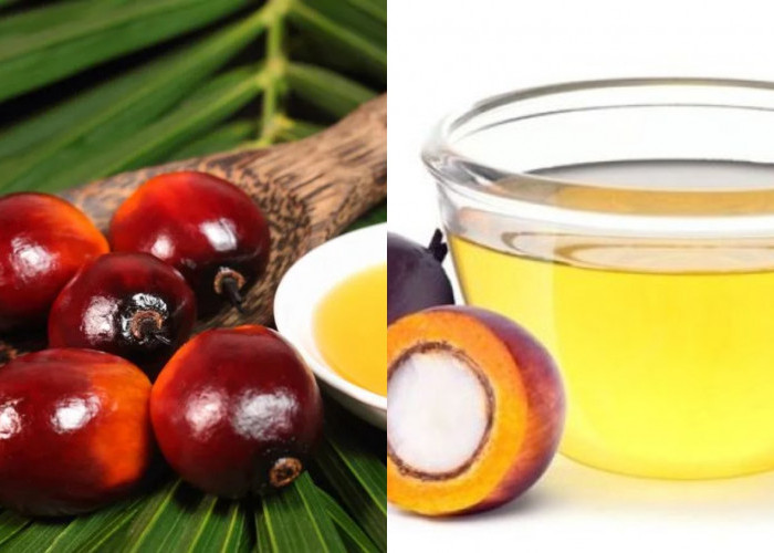 Stabilitas Panas Tinggi Inilah Manfaat Dari Minyak Kelapa Sawit Yang Jarang Diketahui! 