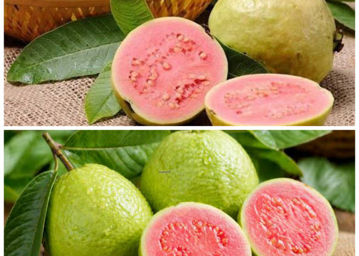 Manfaat Luar Biasa Jambu Biji untuk Kesehatan, Buah Murah dengan Khasiat Tak Terduga!