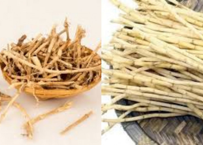  Simak Inilah 7 Manfaat Akar Alang-Alang Untuk Kesehatan Yang Harus Kalian Tahu!