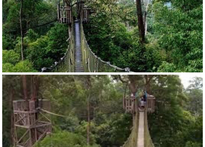 Menelusuri Sejarah Jembatan Kanopi Bangkirai di Kawasan Wisata Alam Bangkirai Hill