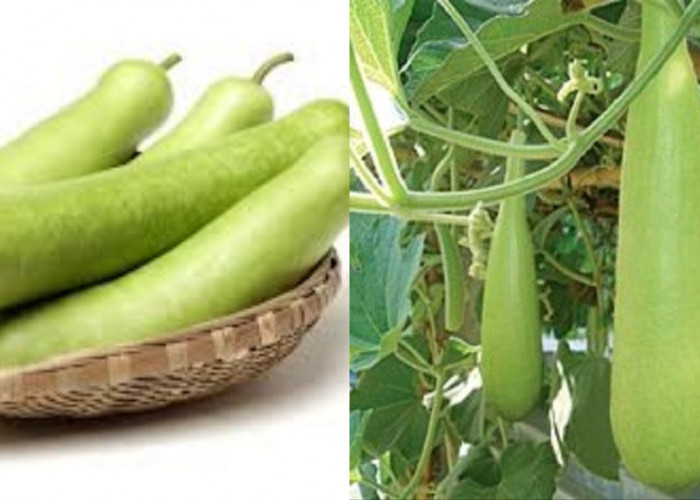 Labu Air: Sayuran Sederhana Dengan Segudang Manfaat Kesehatan Luar Biasa