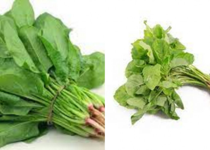 Tak Hanya Lezat, Ini Teryata Manfaat Bayam Bagi Kesehatan Tubuh Yang Luar Biasa!