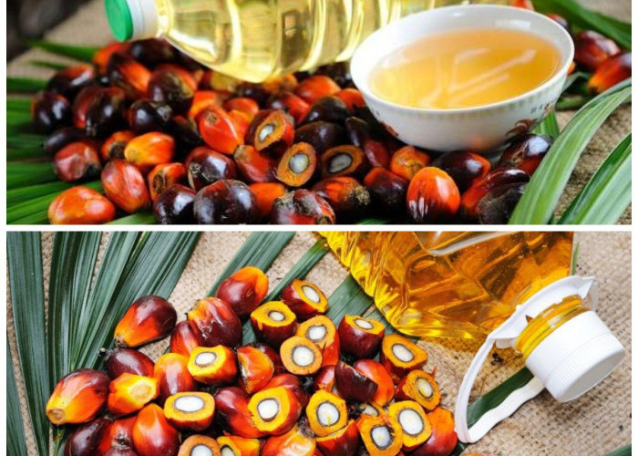 Manfaat Buah Sawit bagi Kesehatan Tubuh: Dari Perlindungan Jantung hingga Kesehatan Mata!