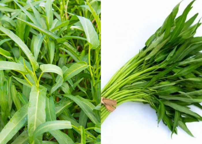 Manfaat Kangkung untuk Anak, Nutrisi Alami untuk Tumbuh Kembang Optimal!
