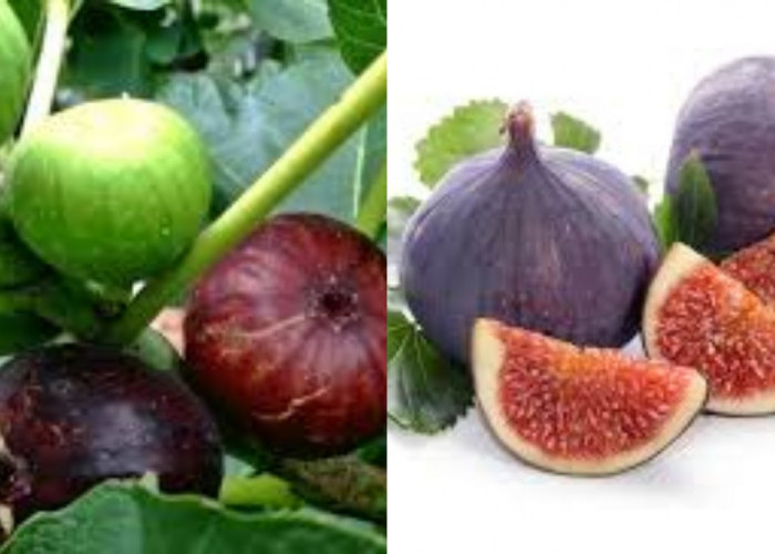 13 Manfaat Buah Tin, buah yang Terdapat dalam Al-Quran