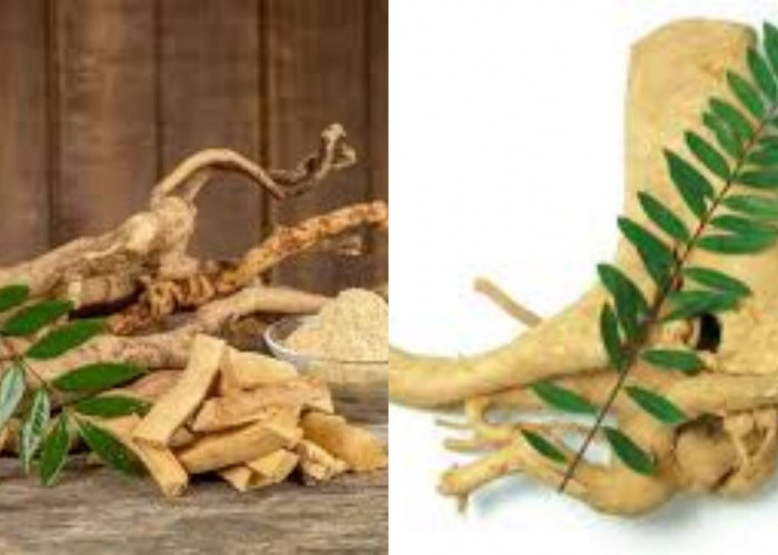 Inilah 7 Manfaat Pasak Bumi Untuk Kesehatan Tubuh Yang Perlu Kalian Diketahui!