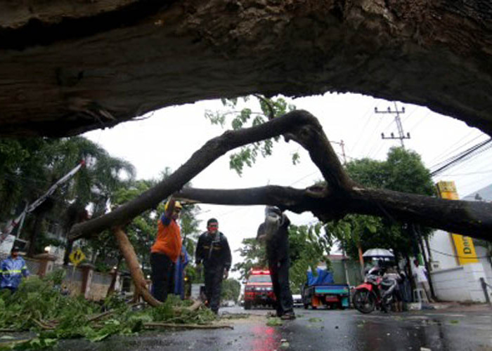 Waspada Pohon Tumbang Akibat Angin Kencang