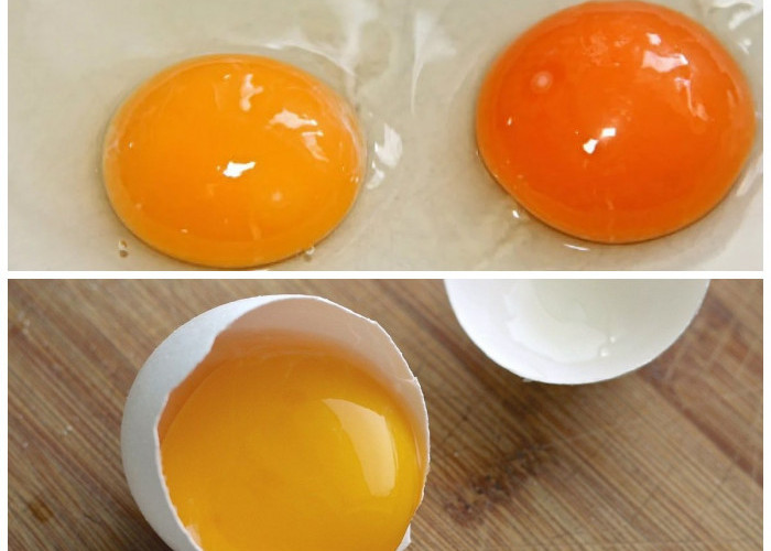 Manfaat Kuning Telur untuk Kesehatan: Kaya Nutrisi, Asal Tidak Berlebihan!