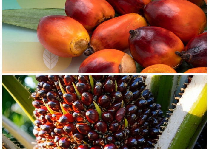 Khasiat Buah Sawit untuk Kesehatan: Jaga Jantung hingga Dukung Kesehatan Mata