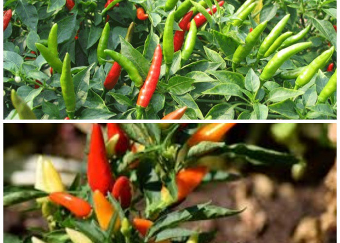 Jangan Remehkan Cabai Rawit, Ini Khasiat Dahsyatnya untuk Kesehatan Tubuh