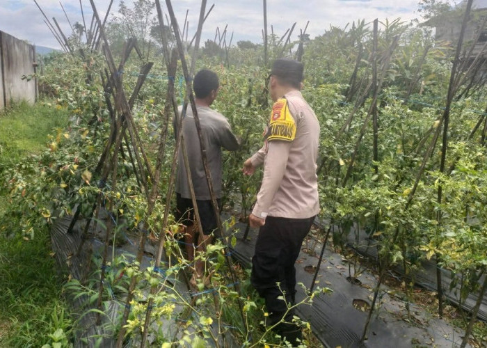 Bhabinkamtibmas Pantau Kebun Cabai Warga Selibar, Perkuat Ketahanan Pangan Nasional