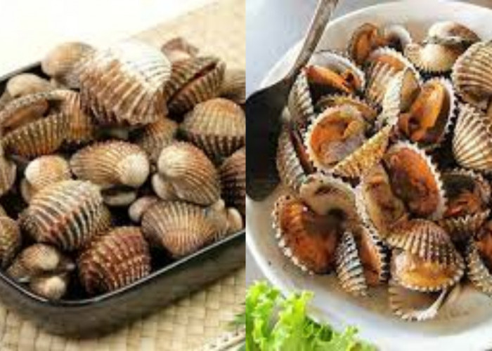 Wajib Tahu Inilah 8 Jenis Kerang dan Manfaatnya untuk Kesehatan Tubuh!