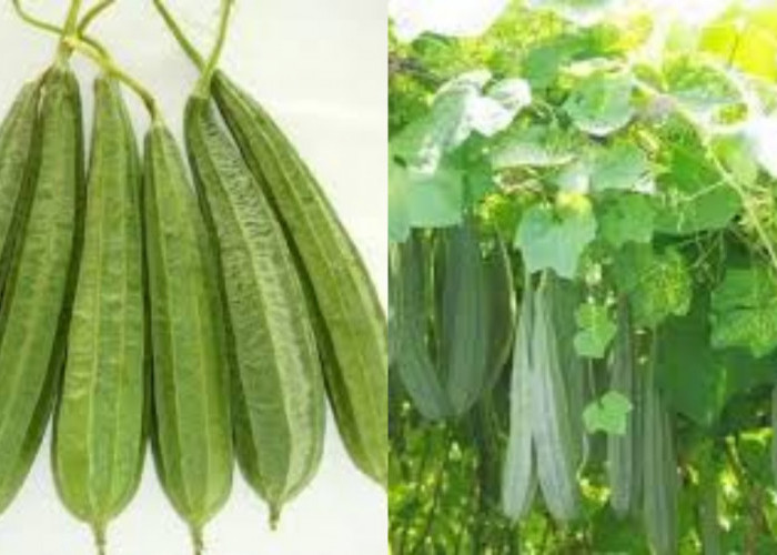 Inilah 5 Manfaat Sayur Gambas Untuk Kesehatan Yang Harus Kalian Tahu!