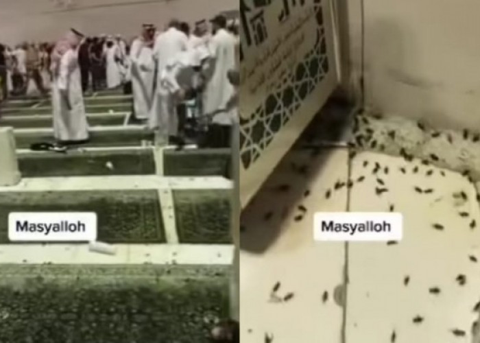 Viral Ribuan Jangkrik Serbu Tanah Suci Mekkah