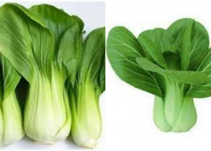 8 Manfaat Sayur Pakcoy Untuk Kesehatan Tubuh, Yuk Baca Selengkapnya!