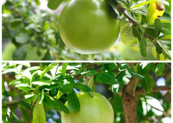 Buah Berenuk yang Jarang Diketahui, Ternyata Punya Segudang Manfaat untuk Kesehatan!