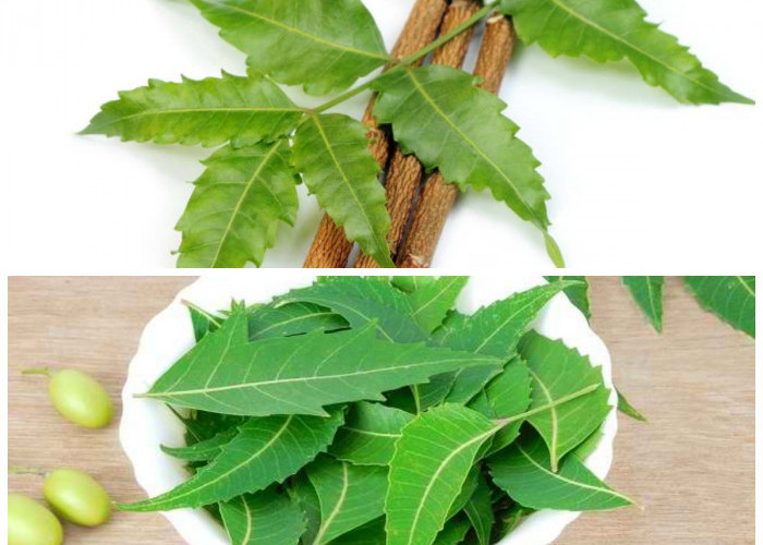 Keajaiban Daun Mimba: 5 Khasiat Alami yang Wajib Dicoba