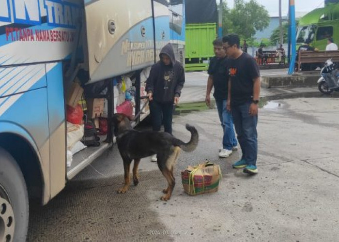 Anjing K9 Bantu Lacak Peredaran Narkoba di Pelabuhan Bakauheni, Ini Hasilnya