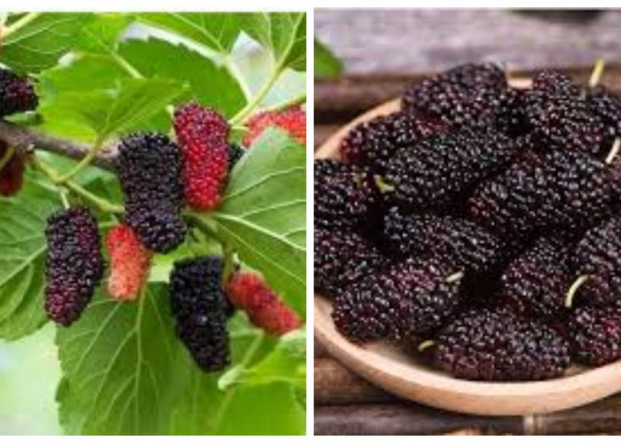 Manfaat Daun Murbei untuk Kesehatan dan Efek Sampingnya