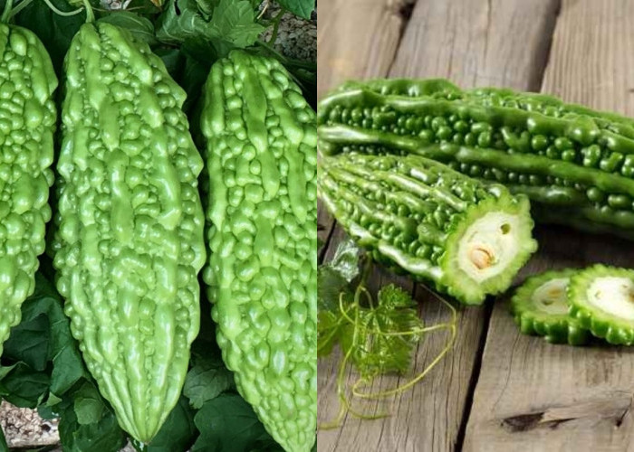 Inilah Beragam Manfaat Pare Untuk Kesehatan Yang Jarang Diketahui! 