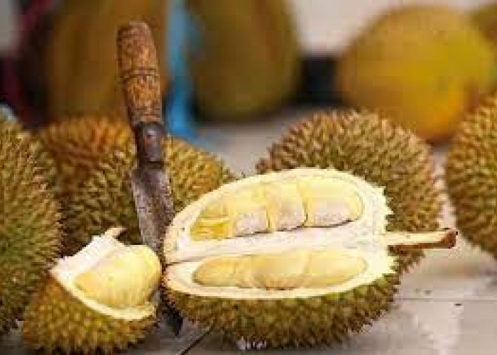6 Daerah Ini Menjadi Produsen Buah Durian Paling Banyak Di Indonesia! 