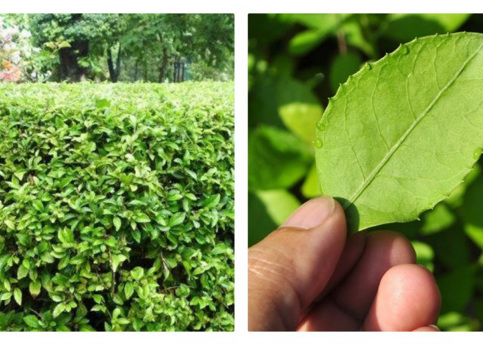 Beluntas: Herbal Alami untuk Menunjang Kesehatan Tubuh