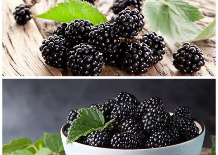 Inilah Khasiat Buah Blackberry: Superfood Kecil dengan Manfaat Besar untuk Kesehatan!