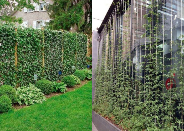 Inspirasi Pagar Rumah dengan Tanaman Rambat, Konsep Green Fence yang Menyegarkan!