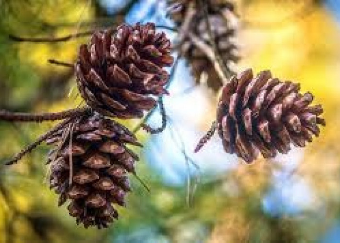 Benarkah Kacang Pinus Miliki Khasiat Yang Bagus Untuk Kesehatan Tubuh, Yuk Simak Faktanya Disini!