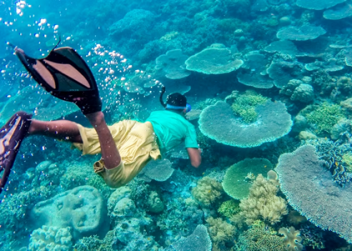 Menjelajahi Keindahan Bawah Laut Wakatobi, 4 Rekomendasi Spot Snorkeling yang Mengagumkan