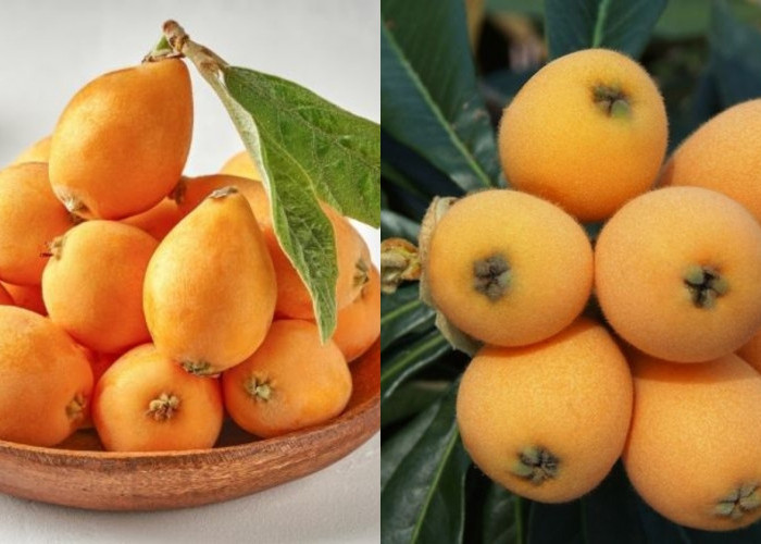 Inilah Kandungan Nutrisi Dan Manfaat Yang Luar Biasa Dari Buah Loquat Untuk Kesehatan Tubuh! 