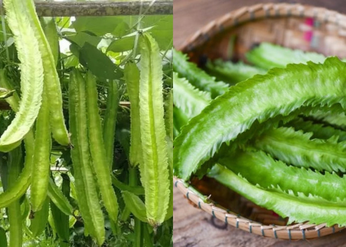 Meningkatkan Daya Tahan Tubuh Inilah Manfaat Kecipir bagi Kesehatan