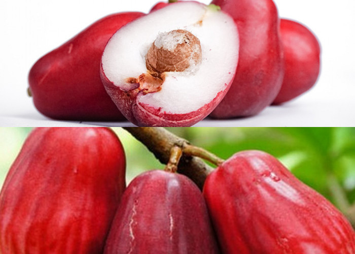 Jambu Jamaika, Pelajari 8 Keuntungannya bagi Kesehatan Tubuh!