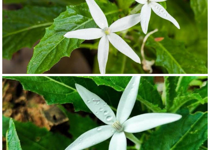 Khasiat Tersembunyi Kitolod, Tanaman Liar yang Banyak Dicari untuk Pengobatan Tradisional!