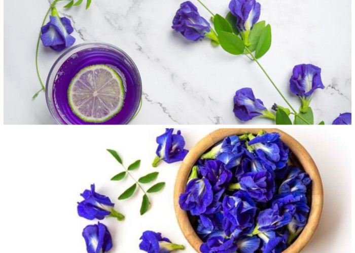 Manfaat Bunga Telang bagi Kesehatan Tubuh: Khasiat, Kandungan, dan Cara Konsumsi untuk Tubuh Lebih Sehat!
