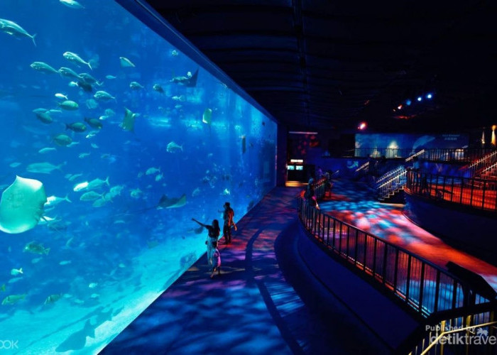 Bukan Cuma Di Ancol, Ternyata Ini 5 Aquarium Terbesar Yang Ada Di Tanah Air!