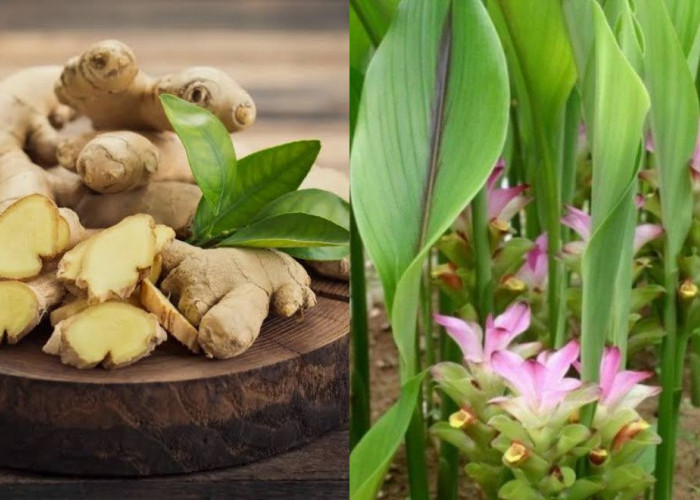 8 Khasiat Temu Putih yang Menarik, Termasuk untuk Mencegah Diabetes dan Kosmetik