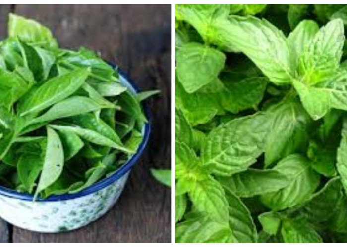 Manfaat Daun Kemangi untuk Kesehatan Pria !